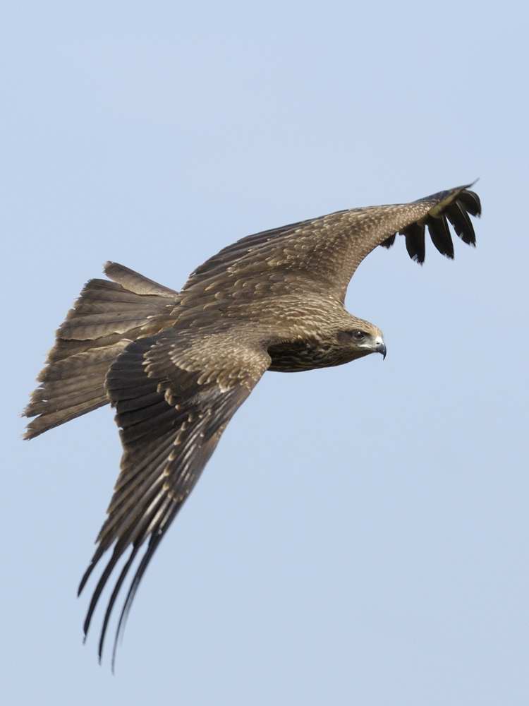 Black Kite Goa