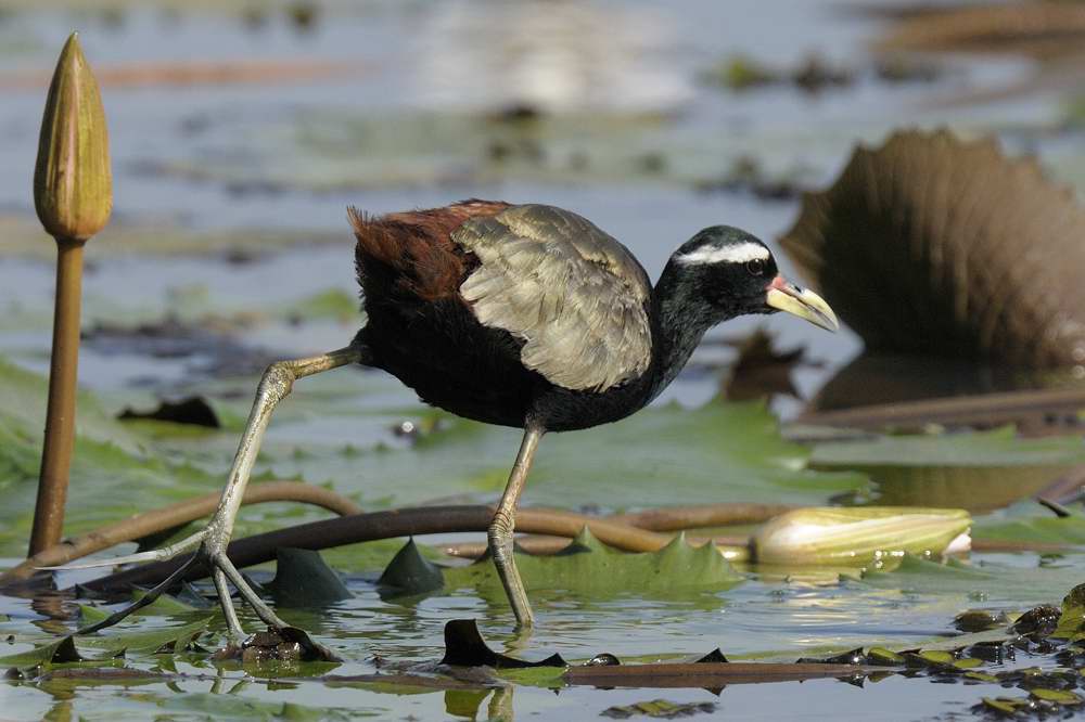 Bronze Winged Jacana  Goa