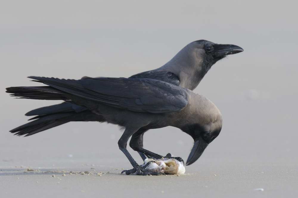 House Crow  Goa