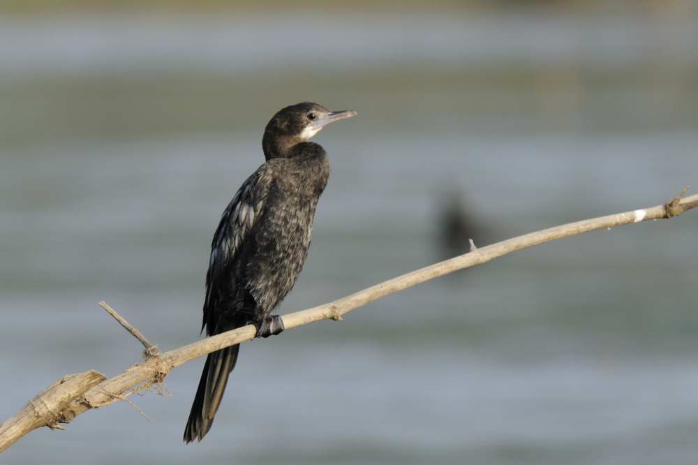 Indian Cormorant  Goa