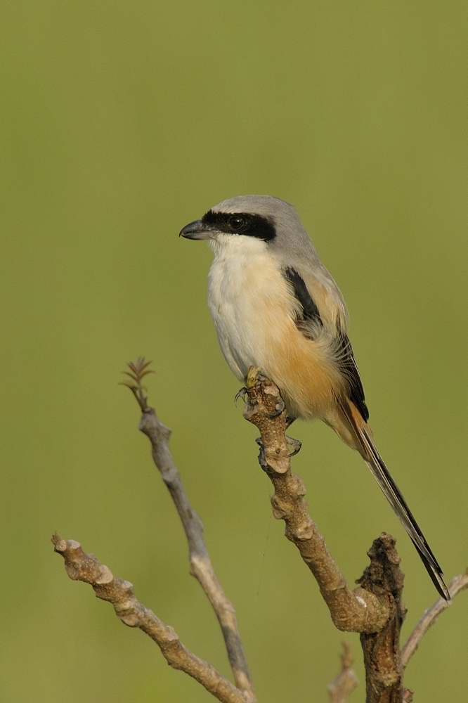 Long-tailed Shrike  Goa