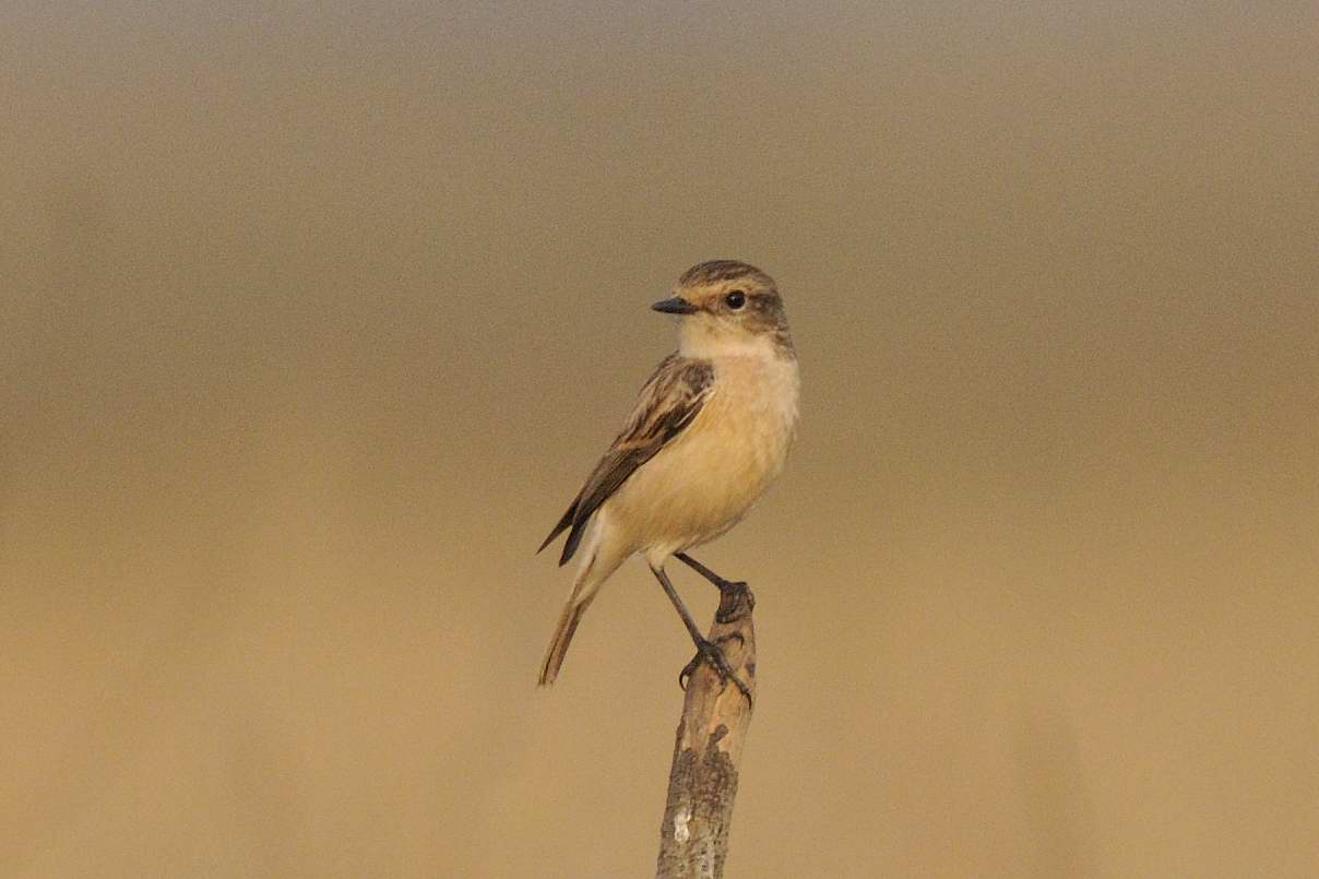 Siberian Stonechat  Goa