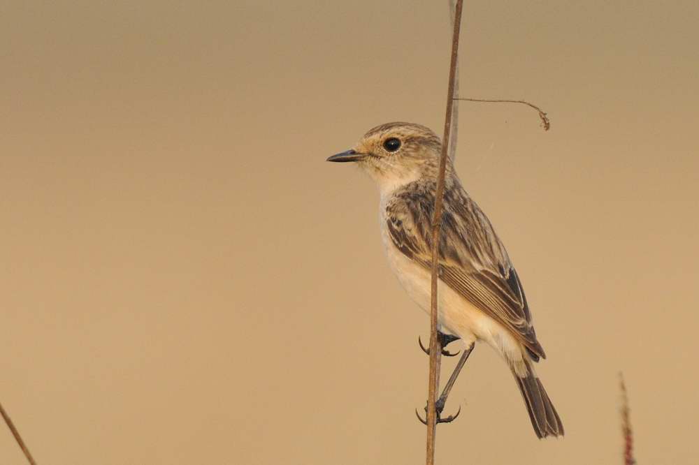 Siberian Stonechat  Goa