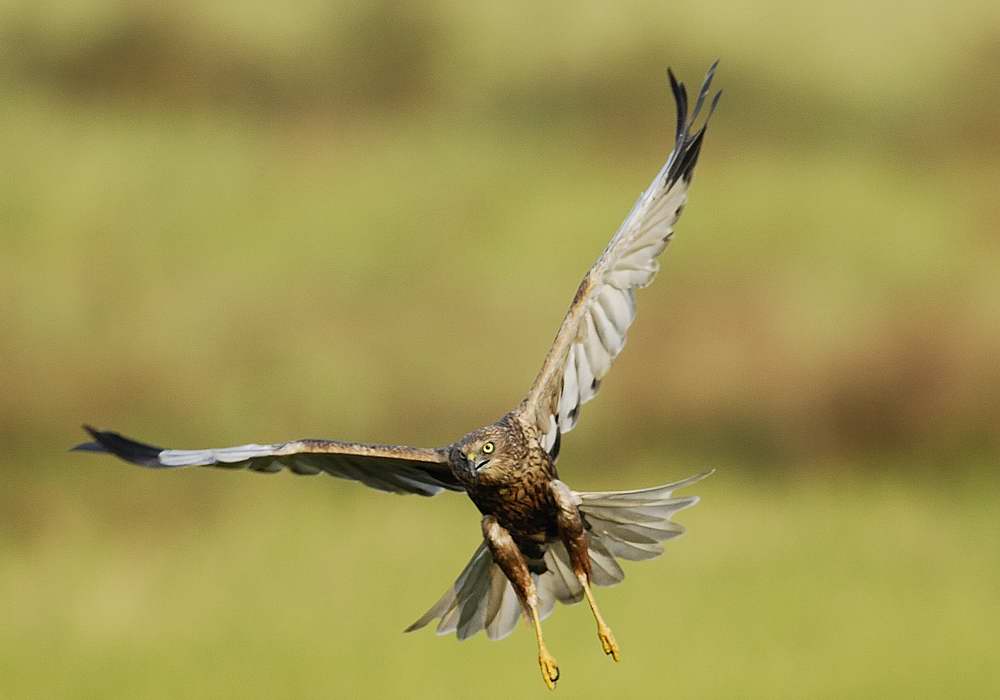 Marsh Harrier  Goa