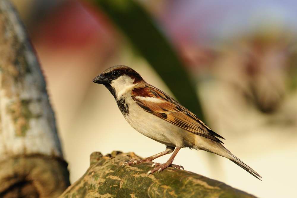 House Sparrow  Goa