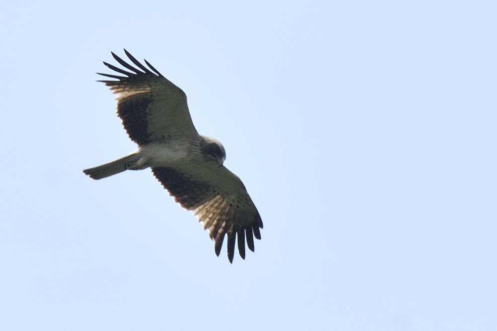 Booted Hawk Eagle  Kerala,India
