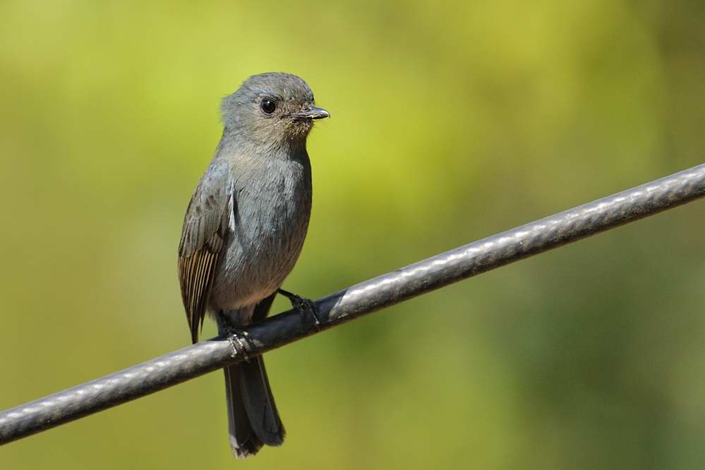 Nilgiri Flycatcher  Kerala