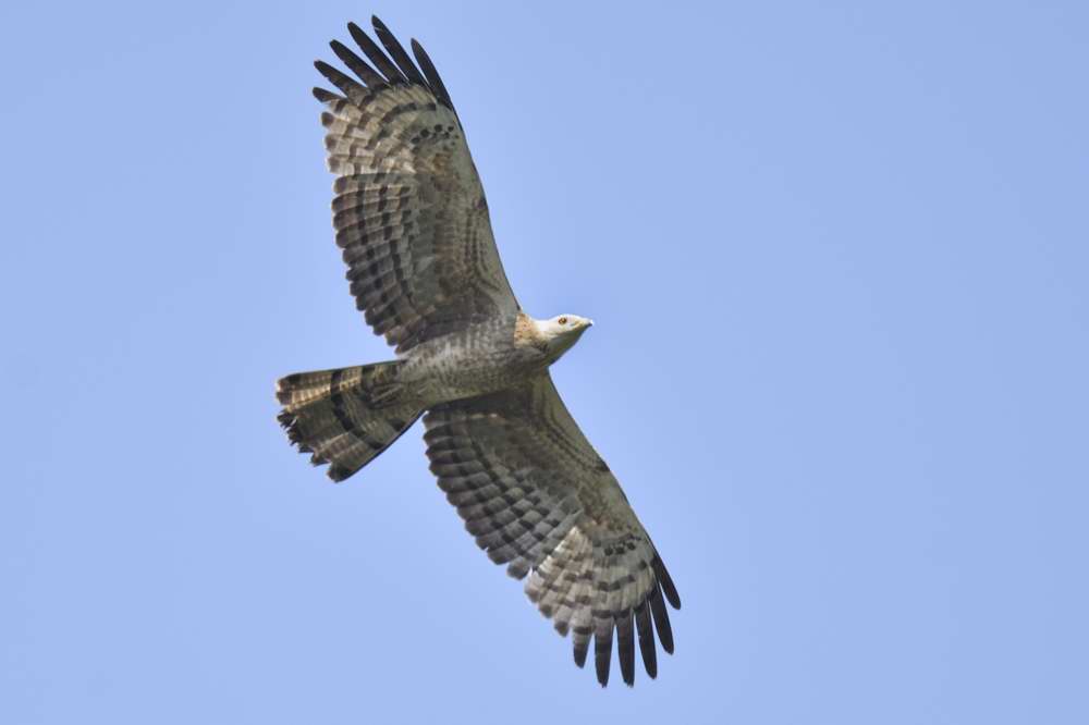 Oriental Honey Buzzard  Kerala