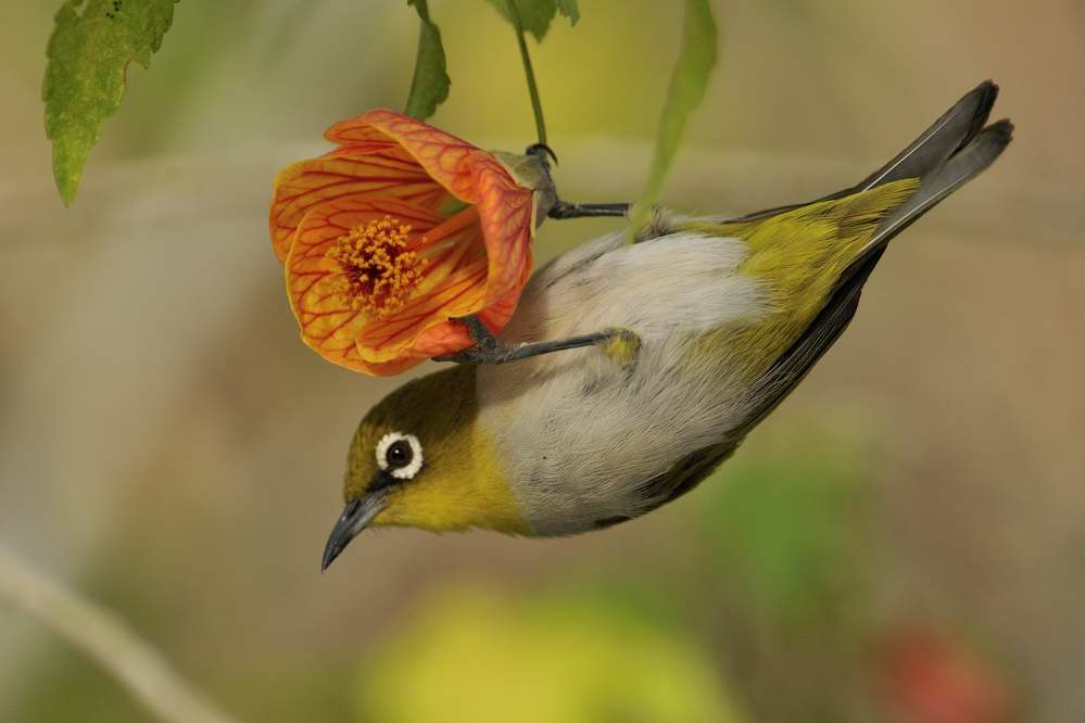 Oriental White Eye  Kerala