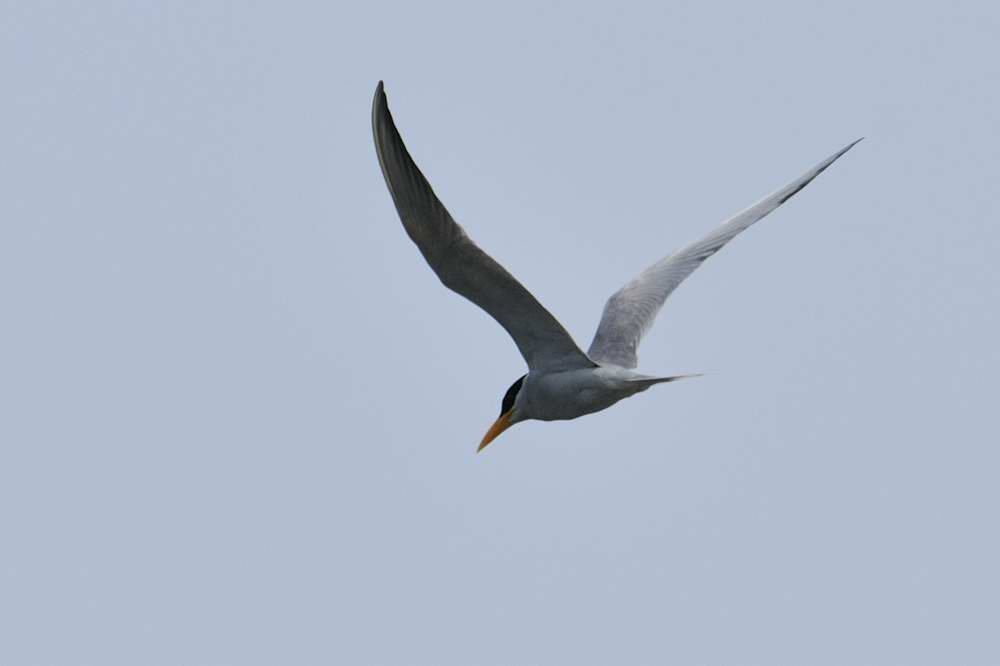 River Tern  Kerala