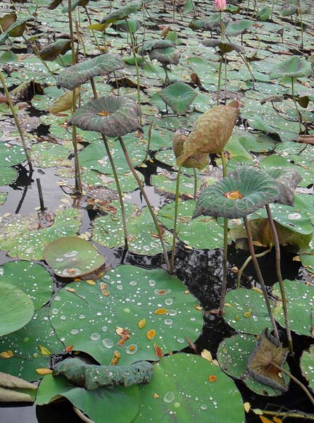 lotus pond.jpg