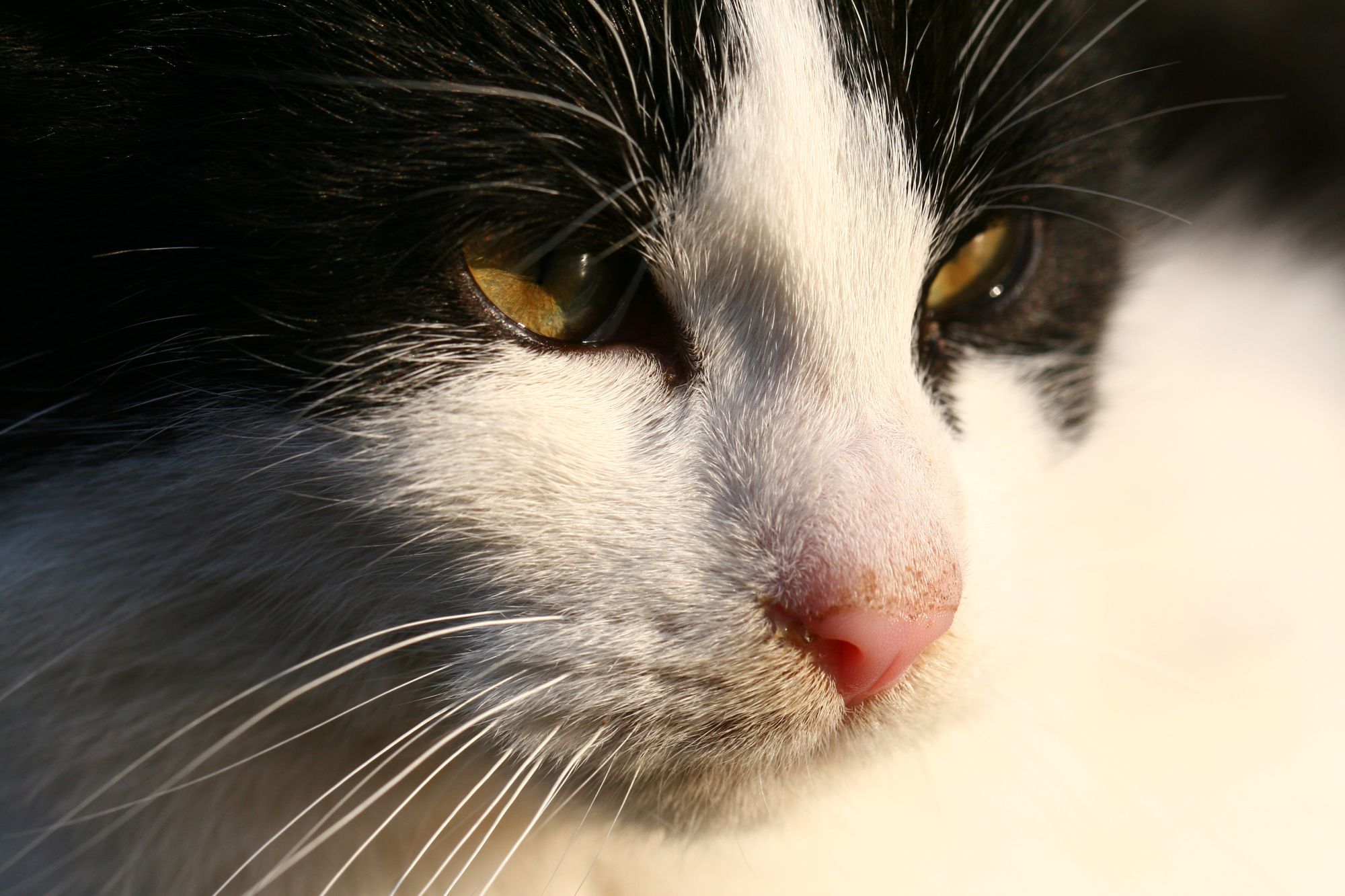 Stray cat