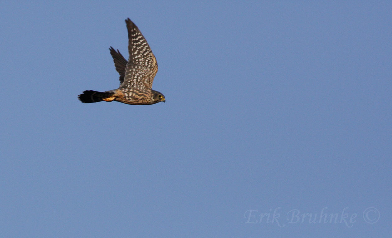 Adult male Merlin