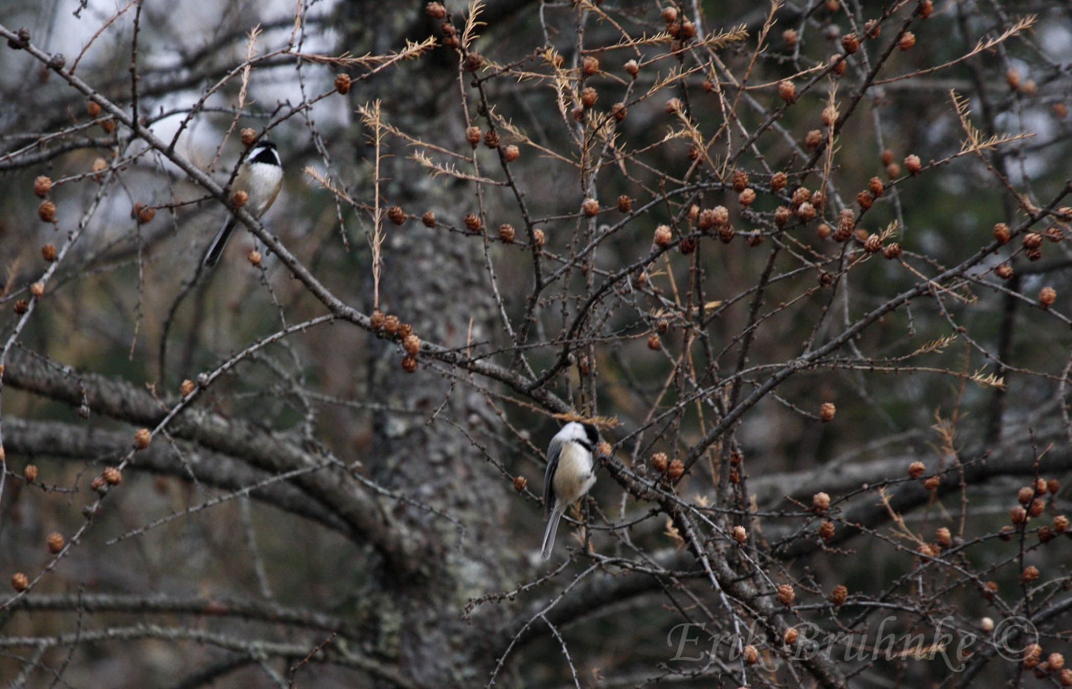 Black-capped Chickadees - two of at least 18 chickadees total!