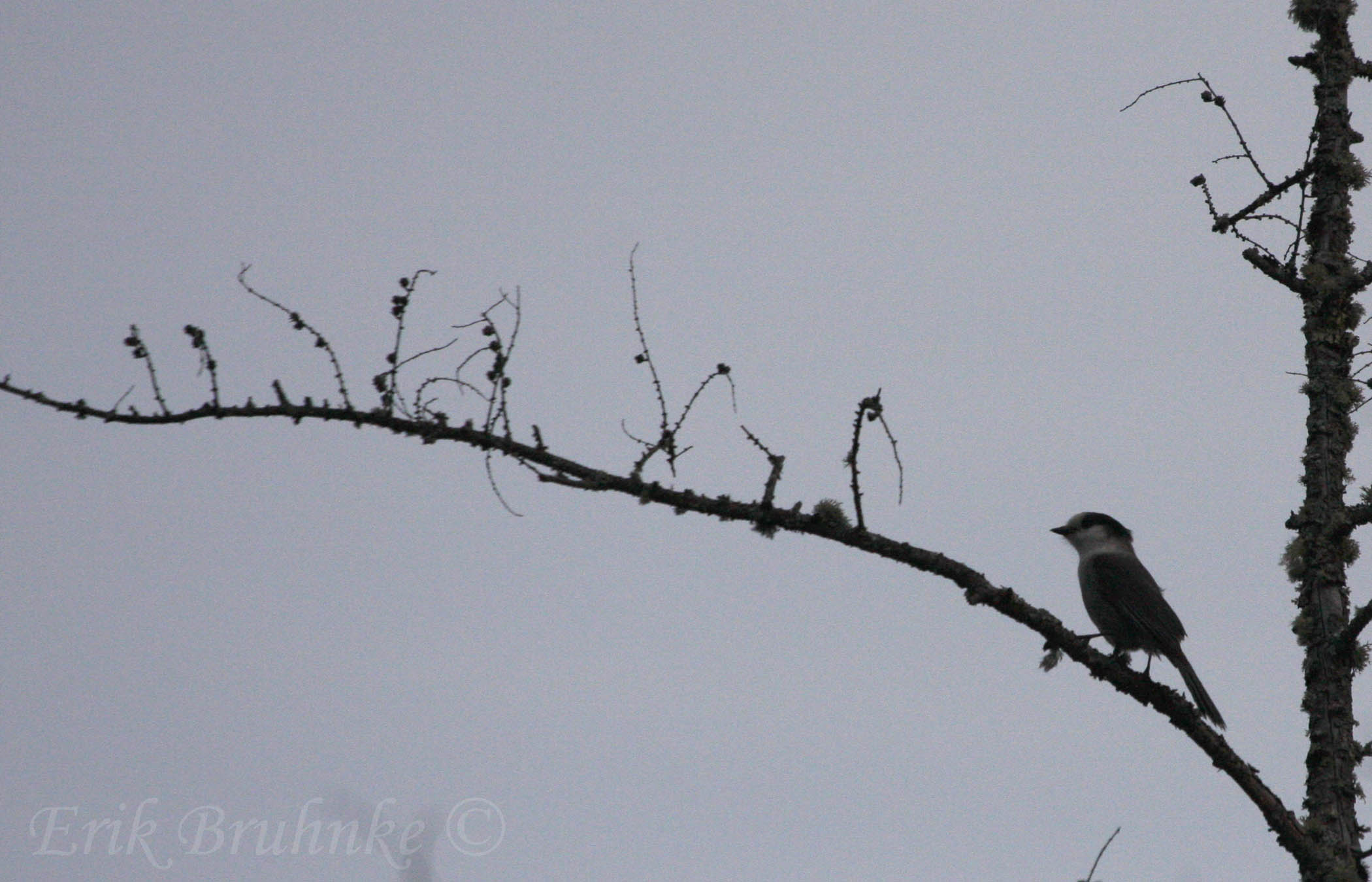 Gray Jay