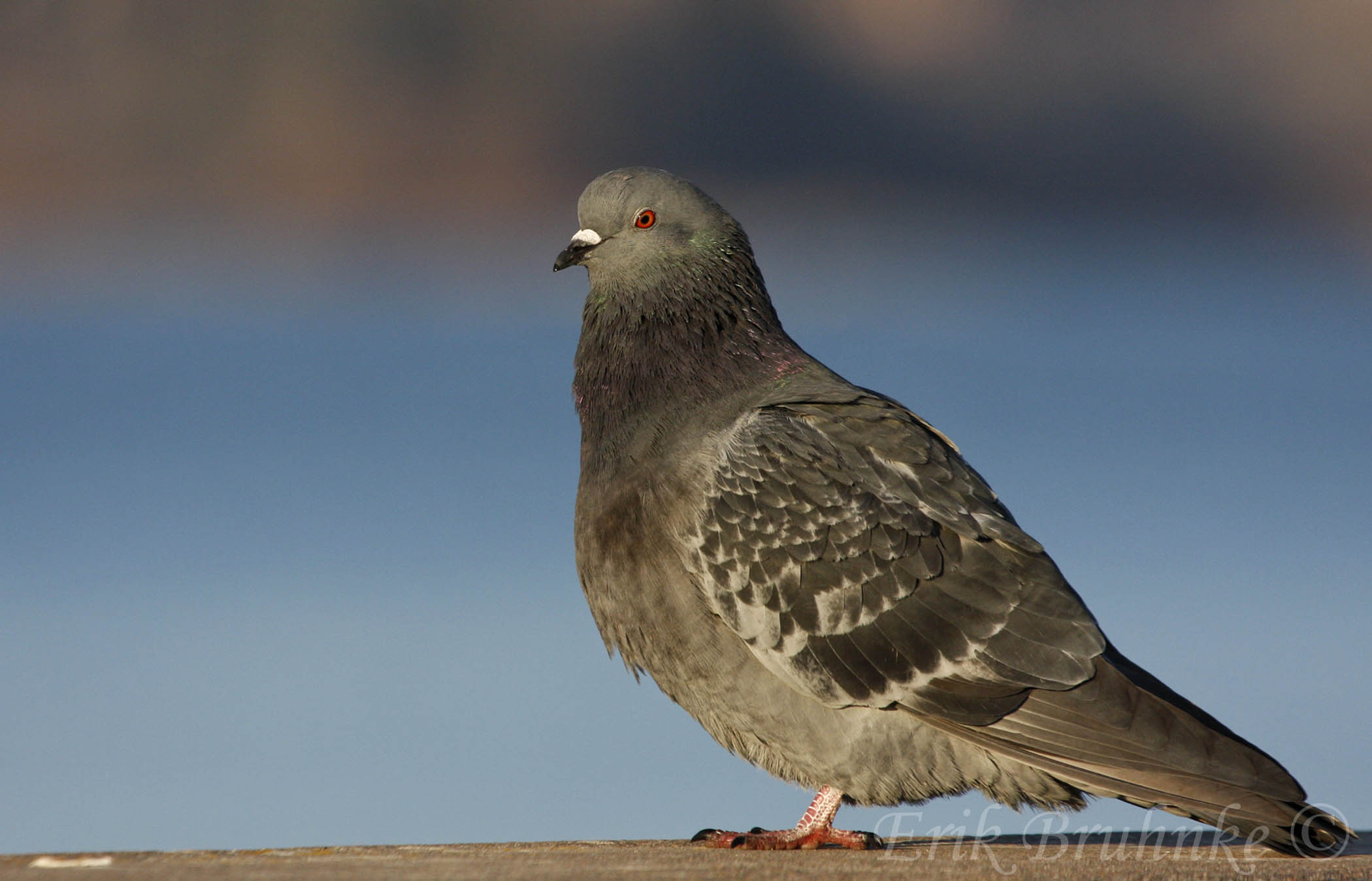 Rock Pigeon