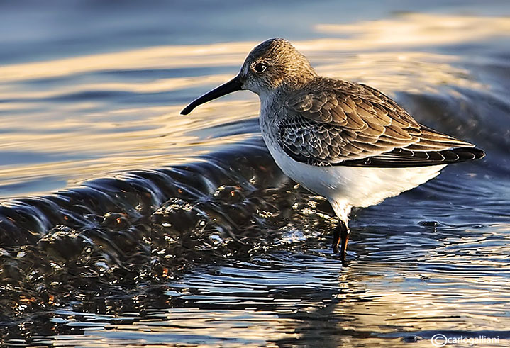 Piovanello pancianera-Dunlin (Calidris alpina)