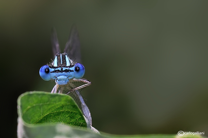 Platycnemis pennipes