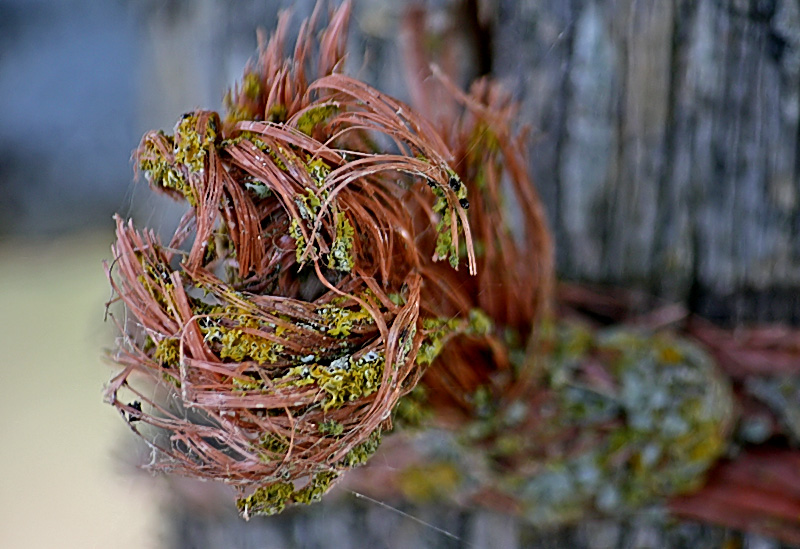 Mossy Twine