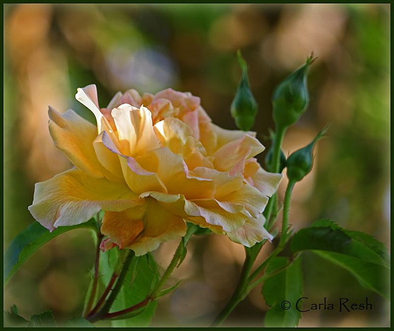 The Rose