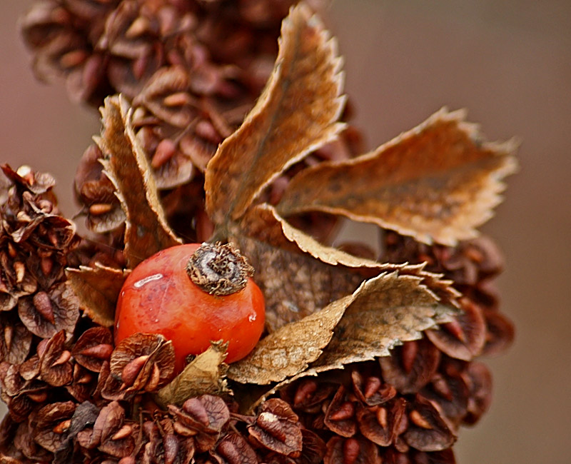 Winter berries