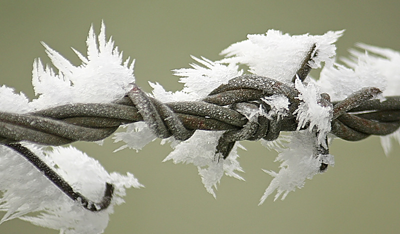 Frost on Barbwire