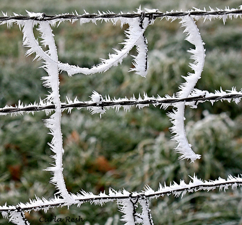 Frosted Horse Hair