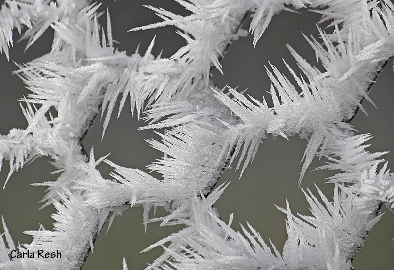 Frosted Frozen Chicken Wire