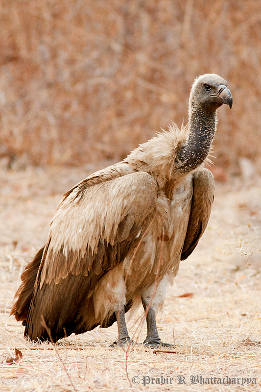 White Backed Vulture