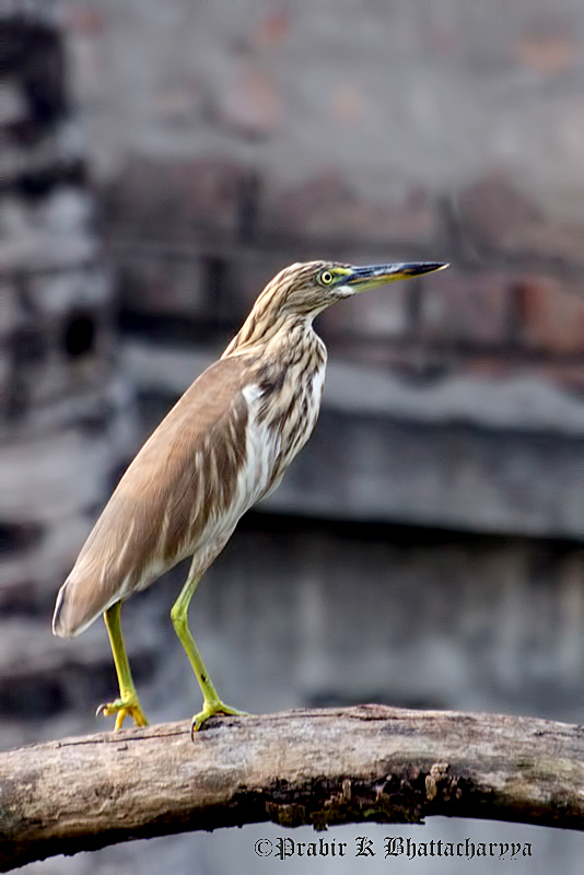 Indian Pond Heron