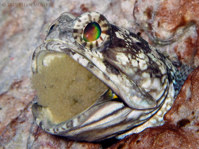 Banded Jawfish with Eggs