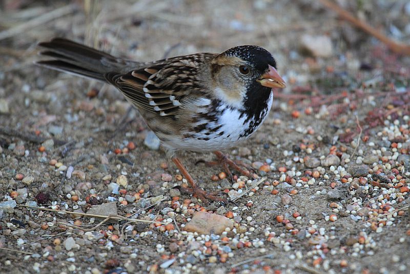 Harriss sparrow
