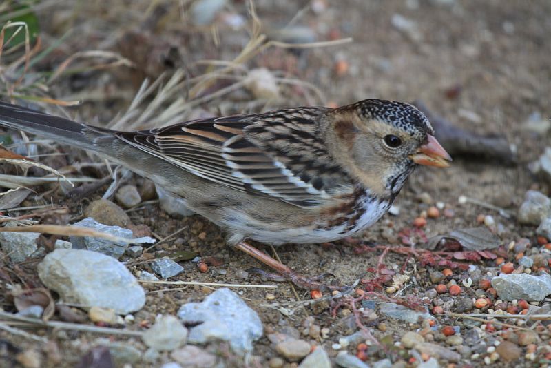 Harriss sparrow
