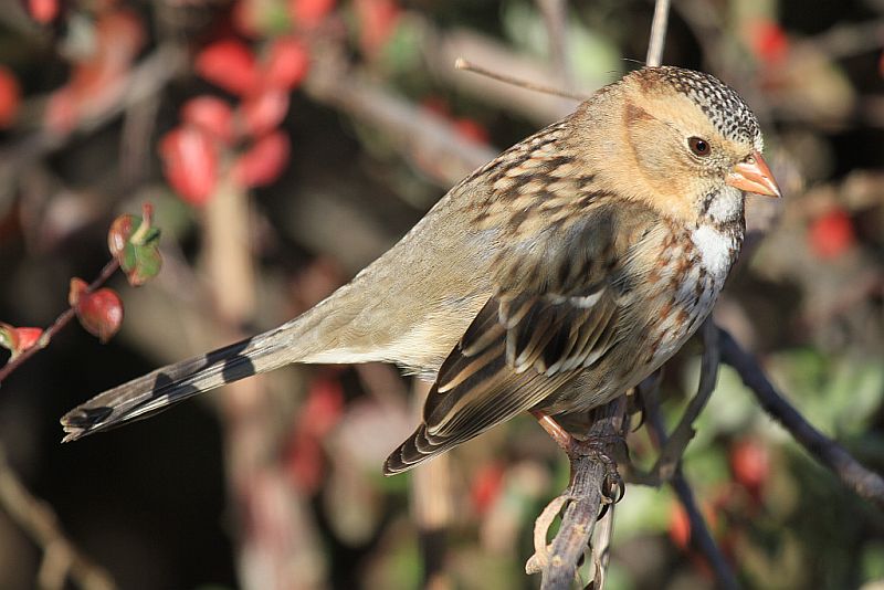 Harriss sparrow