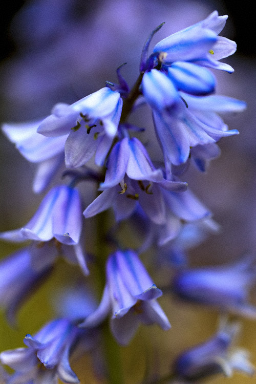 Blue Bells #2