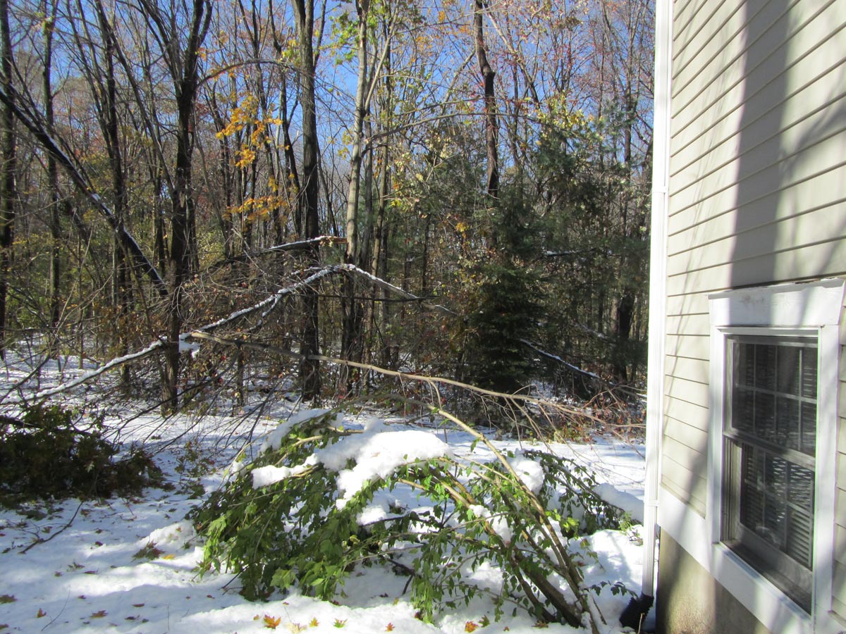 backyardTree4.jpg