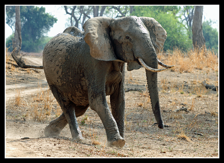 Angry Elephant