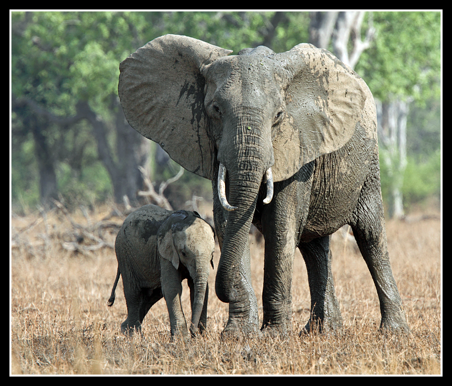 Elephant Mum and Baby