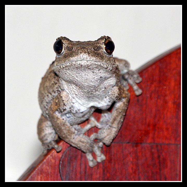 Frog