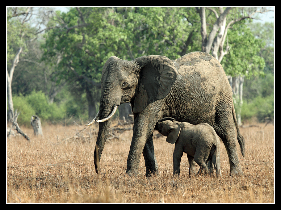 Elephant Suckling
