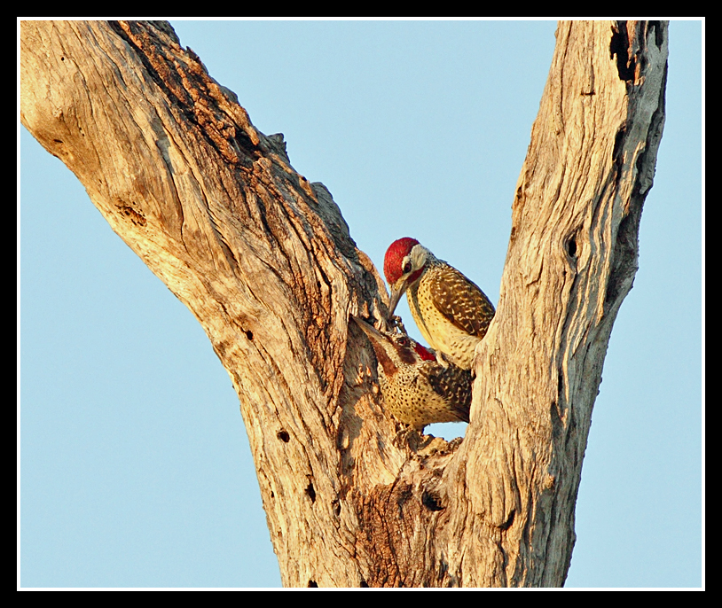 Bennets Woodpeckers mating