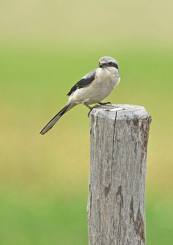 Klapekster - Great Grey Shrike