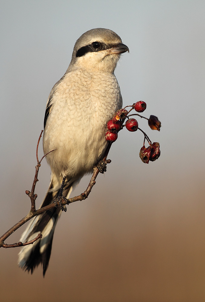 Klapekster - Great Grey Shrike