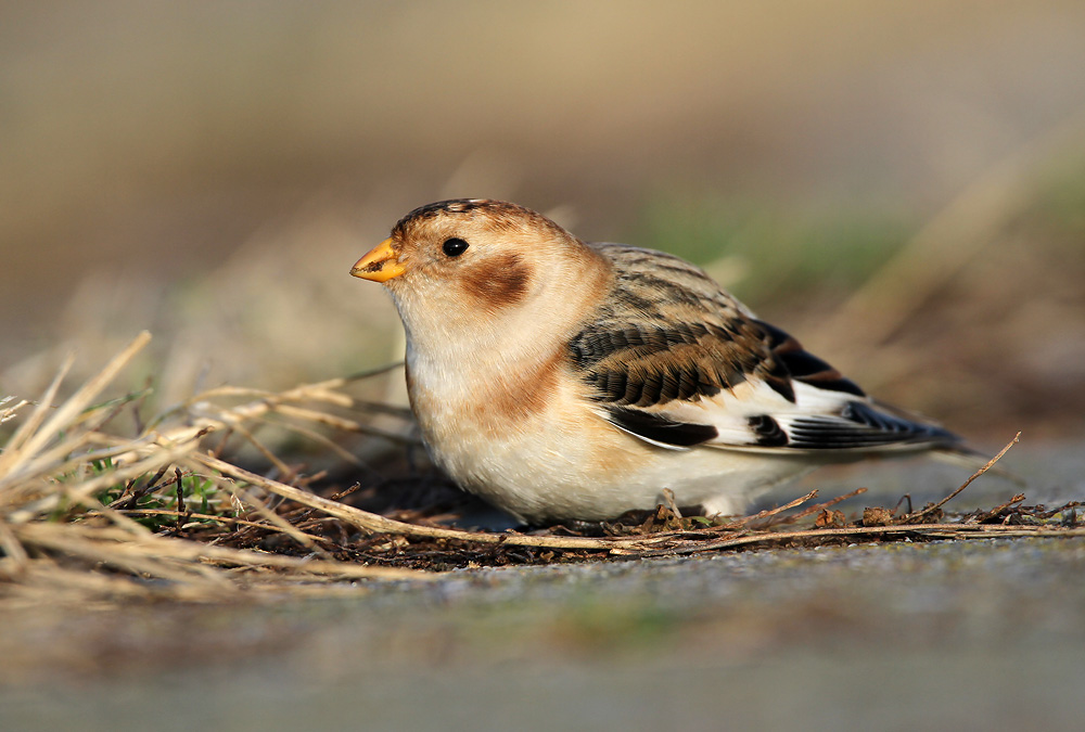 Sneeuwgors - Snow Bunting