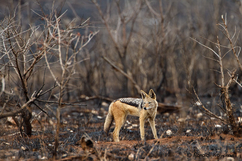 Black-backed Jackal - Zwartrugjakhals