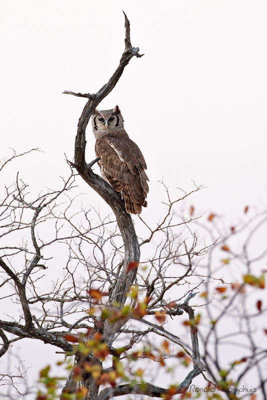 Verreauxs Eagle-Owl - Verreaux oehoe