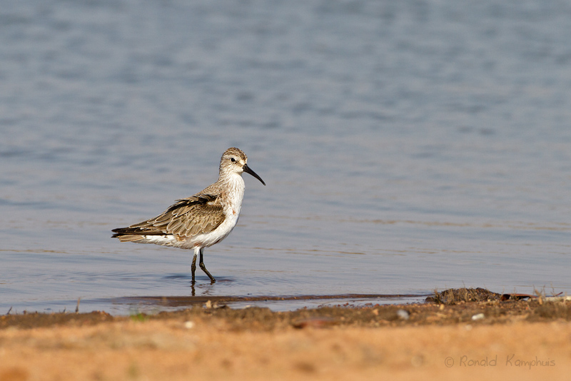 Curlew Sandpiper - Krombekstrandloper