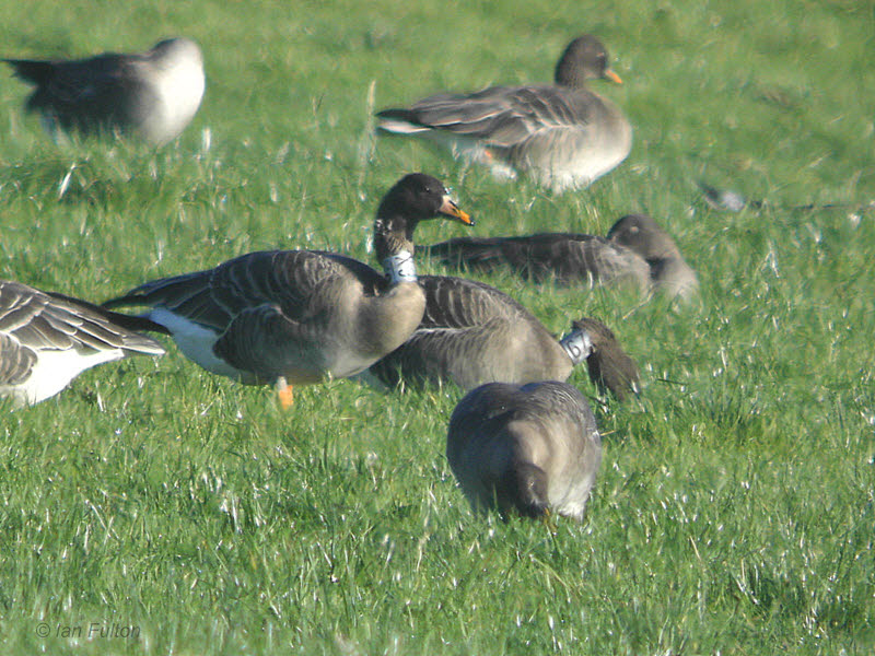Taiga Bean Geese, Luckenburn farm, Clyde