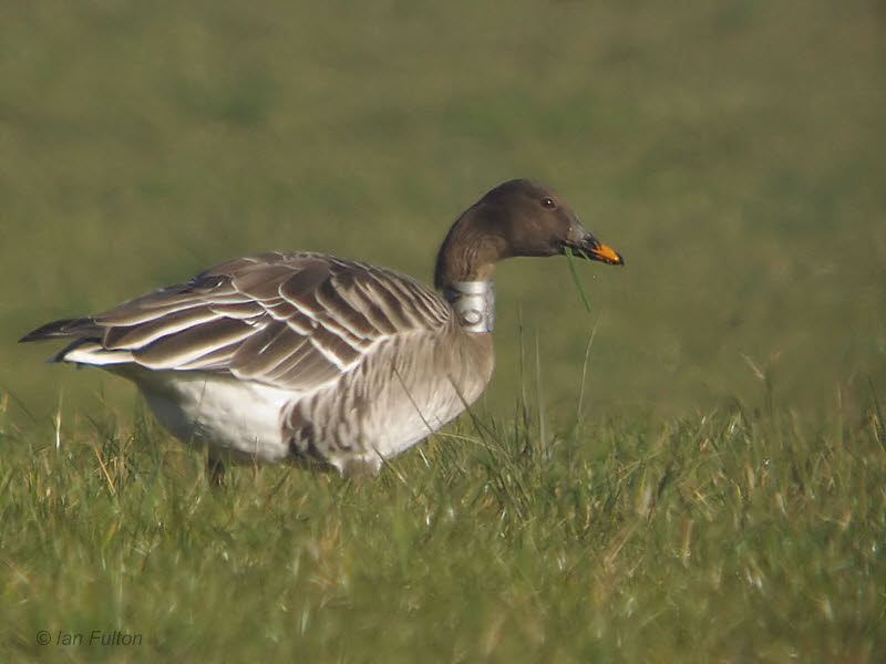 Taiga Bean Goose, Shortrig farm, Upper Forth