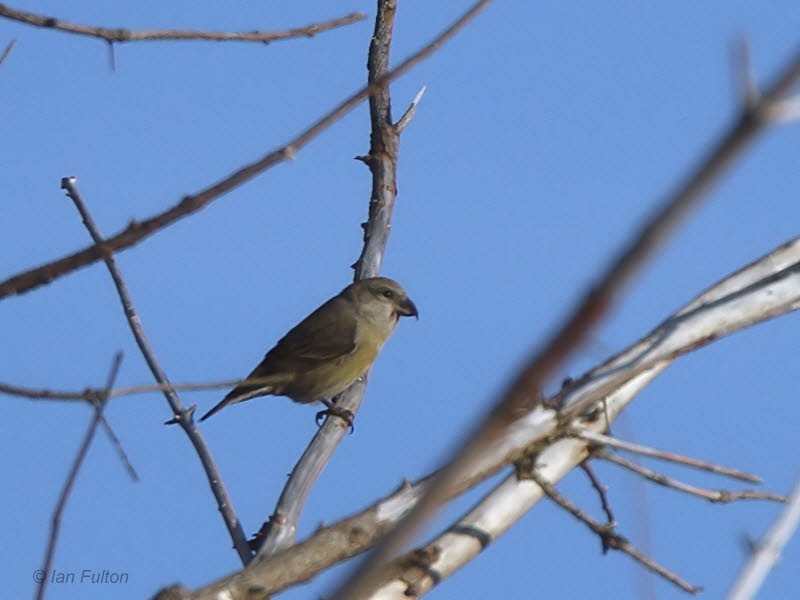 Common Crossbill, Garadhban Forest, Clyde